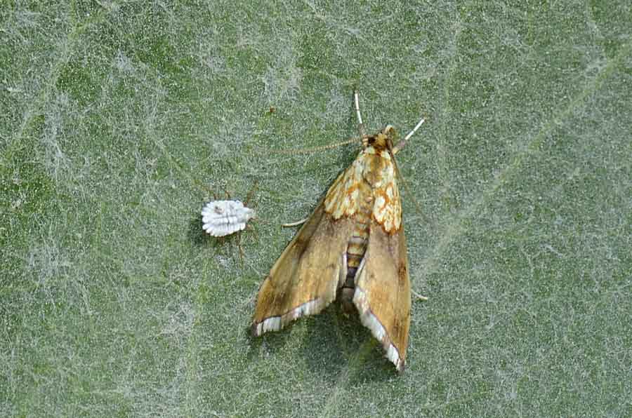 Coperta di filamenti cerosi: Ortheziidae